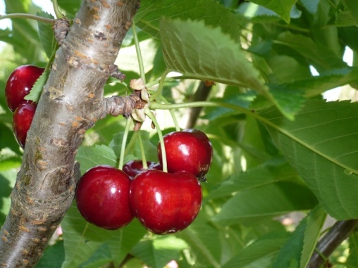 Les cerises du temps, sonnet